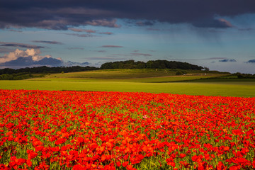 Sea of Poppies