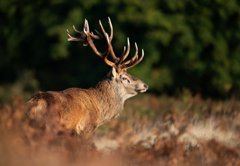 Close up of a red deer stag during rutting season