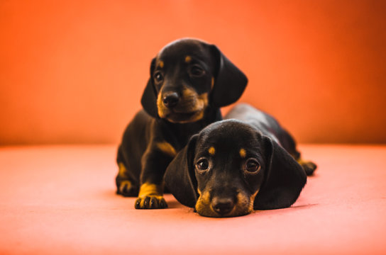 Many dachshund puppies on a bright orange background