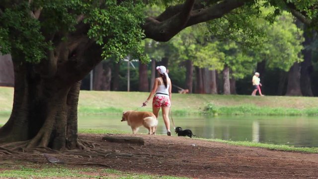 Sao Paulo, Brazil: Woman walking with her dogs. Ibirapuera Park