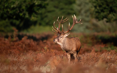 Close-up of an injured red deer stag