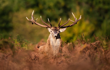 Naklejka na ściany i meble Close up of a red deer stag during rutting season