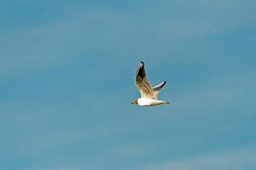 Gull