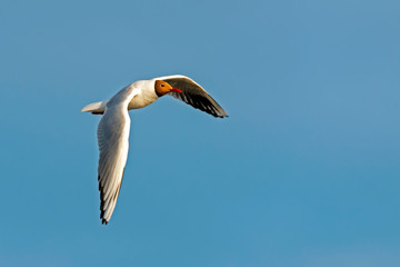 Gull