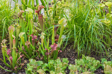 northern pitcher plant (Sarracenia purpurea), leaves