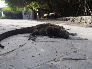 A Galapagos Marine Iguana relaxing on the ground, Isabela Island (Isla Isabela) is one of the...