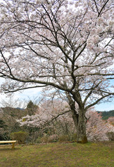 Cherry blossom (hanami) in Yoshino, Japan