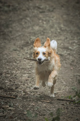 Running dog with stick in his mouth. He fell so free. Autumn photoshooting in the nature.