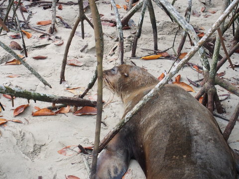 A sea lion sleeping in a bush by the water, Isabela Island (Isla Isabela) is one of the Galápagos Islands, Ecuador