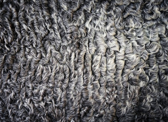 gray curly-haired astrakhan fur. natural textured background.