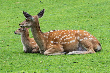 Fallow deer and calf resting in a meadow on a mountain slope