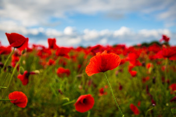 Sea of Poppies