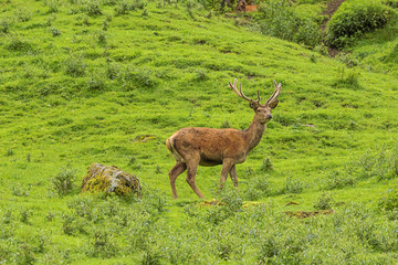 Red deer walking through a meadow on a mountain slope