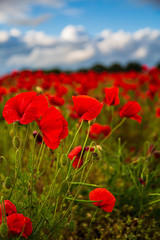 Fototapeta premium Sea of Poppies