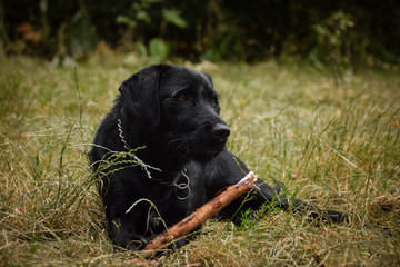 Black breed of dog with stick. She is so interested by something.