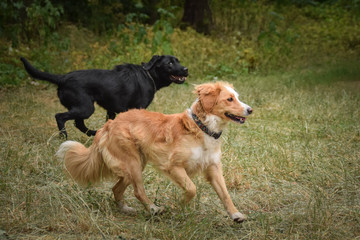 Dwo jung dogs are plaing in reed. Autumn photoshooting. Family photo.