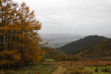 Fototapeta premium Pinos otoñales
