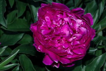 Red Flowering Peony Buckeye Belle Paeonia Broteroi Plant