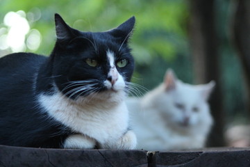 gatos miradores