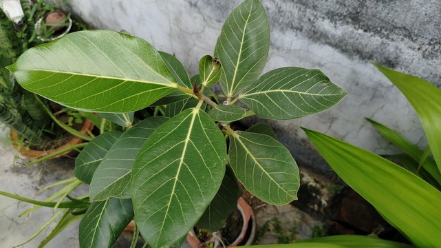 Leaves of a banyan tree. Small house plant.
