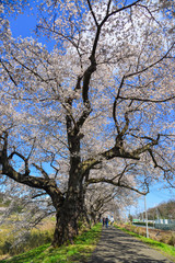 Cherry blossom (hanami) in Yoshino, Japan