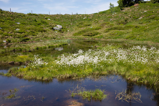 Wollgras (Eriophorum), Moor am Hartkaiser, Alpen, Tirol, Österreich, Europa
