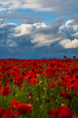 Sea of Poppies
