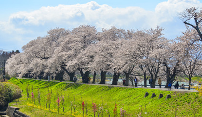 Fototapeta na wymiar Cherry blossom (hanami) in Shiroishi, Japan