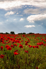 Fototapeta premium Sea of Poppies