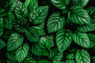 abstract green leaf texture, dark blue tone nature background, tropical leaf