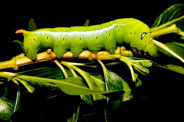 Close up green worm or Daphnis neri worm on the stick tree in nature and enviroment