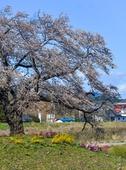 Cherry blossom (hanami) in Shiroishi, Japan