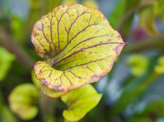 northern pitcher plant (Sarracenia purpurea), leaves
