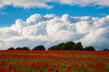 Sea of Poppies