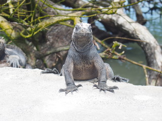 Galapagos Marine Iguanas coming up from the sea to land, Santa Cruz Island (Isla Santa Cruz) is one of the Galápagos Islands, Ecuador