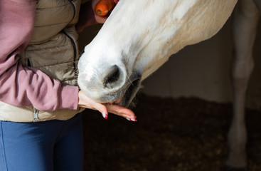 Close up woman hand hand feeding horse.