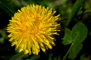 Dandelion in Clover, Close-Up