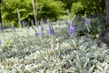Closeup veronica spicata incana known as spiked speedwell with blurred background in summer garden
