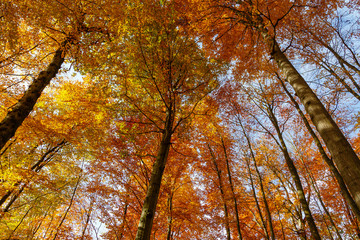 Herbstlicher Buchenwald