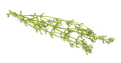 Zygophyllum coccineum plant isolated on white background