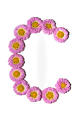 Chrysanthemum Alphabet