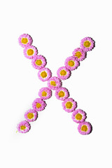 Chrysanthemum Alphabet