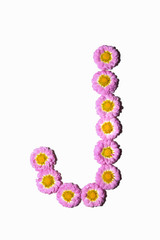 Chrysanthemum Alphabet