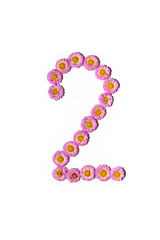 Chrysanthemum Alphabet