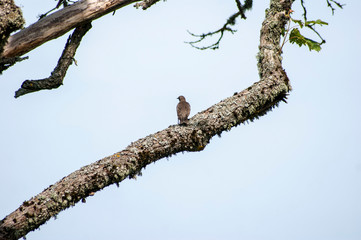 European starling bird sitting on old maple branch