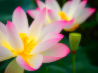 Naklejka premium ハスの花