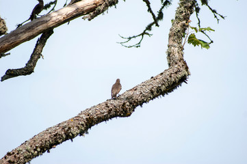 European starling bird sitting on old maple branch
