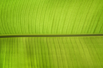 Bright green banana tree leaf close-up, leaf texture and structure