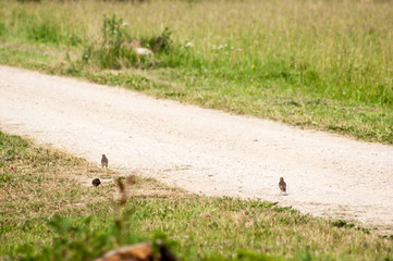 Starling birds walking down country road
