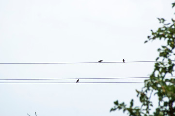 Small birds sitting on the cable wires